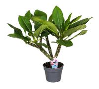 Plant in a Box - Plumeria Frangipani Hawaii - Plante verte interieur vivante fleur - Frangipanier plante exotiques - Pokon - Pot 17cm - Hauteur 45-55cm