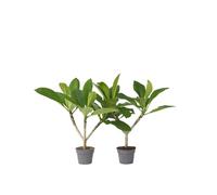 Plant in a Box - Plumeria Frangipani Hawaii - Set de 2 - Plante verte interieur vivante fleur - Frangipanier plante exotiques - Pot 17cm - Hauteur 45-55cm