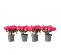 Plant in a Box - Rhododendron azalea Anouk Japon - Set de 4 - Arbuste exterieur robuste jardin persistant haie - Pot 17cm - Hauteur 25-40cm