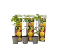 Plant in a Box - Rubus idaeus 'Fallgold' - Set de 3 - Framboisiers arbre fruitier à planter exterieur robuste - Pot 9cm - Hauteur 25-40cm
