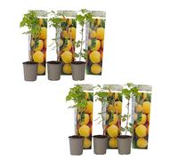 Plant in a Box - Rubus idaeus 'Fallgold' - Set de 6 - Framboisiers arbre fruitier à planter exterieur robuste - Pot 9cm - Hauteur 25-40cm