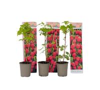 Plant in a Box - Rubus ideaus 'Autumn Bliss'' - Set de 3 - Framboisiers arbre fruitier à planter exterieur robuste - Pot 9cm - Hauteur 25-40cm