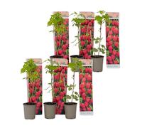 Plant in a Box - Rubus ideaus 'Autumn Bliss'' - Set de 6 - Framboisiers arbre fruitier à planter exterieur robuste - Pot 9cm - Hauteur 25-40cm
