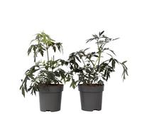Plant in a Box - Sambucus nigra 'Dentelle noire' - Set de 4 - Sureau noir - Pot 17cm - Hauteur 25-40cm