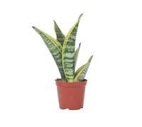 Sansevieria Laurentii - Langue de belle-mère - ? 12cm - Hauteur 30-40cm