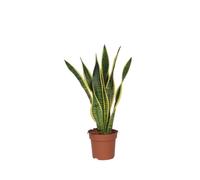Plant in a Box - Sansevieria Laurentii - Plante d'intérieur facile - Langue de belle-mère - Pot 17cm - Hauteur 60-70cm