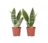 Plant in a Box - Sansevieria Laurentii - Set de 2 - Plante d'intérieur facile - Langue de belle-mère - Pot 12cm - Hauteur 30-40cm