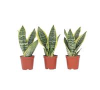 Plant in a Box - Sansevieria Laurentii - Set de 3 - Plante d'intérieur facile - Langue de belle-mère - Pot 12cm - Hauteur 30-40cm
