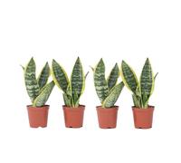 Plant in a Box - Sansevieria Laurentii - Set de 4 - Plante d'intérieur facile - Langue de belle-mère - Pot 12cm - Hauteur 30-40cm