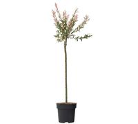 Plant in a Box - Saule crevette - Salix integra 'Flamingo' - Hauteur 90-110cm - Pot 19cm - Plante de jardin - Résistante au froid
