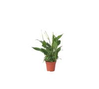 Plant in a Box - Spathiphyllum torelli 'lys de la paix' - Purificateur d'air - Plante d'intérieur - Pot 12cm - Hauteur 30-45cm