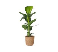Plant in a Box - Strelitzia Nicolai - Livré avec panier décoratif - Plante oiseau du paradis - Pot 17cm - Hauteur 55-70cm
