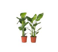 Oiseau de paradis - Set de 2 - Strelitzia nicolai - Hauteur 55-70cm - ⌀17cm
