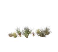 Plant in a Box - Tillandsia mélange de plantes - Set de 10 - Plantes aériennes vraies - Plantes d'ambiance - Plantes d'intérieur - Hauteur 5-15cm