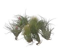 Plant in a Box - Tillandsia mélange de plantes - Set de 12 - Plantes aériennes vraies - Plantes d'ambiance - Plantes d'intérieur - Hauteur 5-15cm