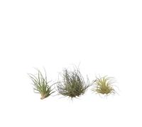 Plant in a Box - Tillandsia mélange de plantes - Set de 3 - Plantes aériennes vraies - Plantes d'ambiance - Plantes d'intérieur - Hauteur 5-15cm
