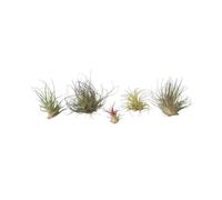 Plant in a Box - Tillandsia mélange de plantes - Set de 6 - Plantes aériennes vraies - Plantes d'ambiance - Plantes d'intérieur - Hauteur 5-15cm
