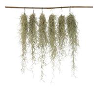 Plant in a Box - Tillandsia Usneoides 'Barbe de Saint-Antoine' - Set de 6 - Plantes d'ambiance - Plantes d'intérieur - Décoration - Hauteur 25-50cm