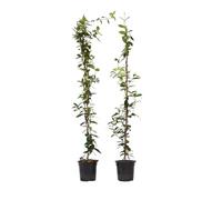 Plant in a Box - Trachelospermum jasminoides - Set de 2 - XL Jasmin etoile grimpant - Fleurs blanc - Pot 17cm - Hauteur 110-120cm