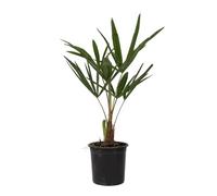 Plant in a Box - Trachycarpus Fortunei - Palmier de Chine - Palmier exterieur - Pot 15cm - Hauteur 35-45cm