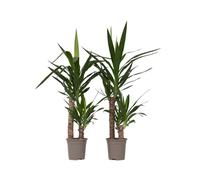 Pied d'éléphant - Set de 2 - Yucca elephantipes - Hauteur 70-80cm - ⌀17cm