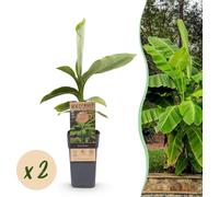Plante à fruits - Banane de fibre japonaise - Musa Basjoo - Rustique - 2 plantes - 40-50cm - Ø15cm - Plante de jardin
