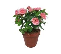 Plante artificielle - CHEMIN DE CAMPAGNE - Rosier en coton - Rose - 9 x 10 cm - Décoration intérieure
