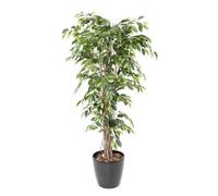 Ficus liane + pot rond gris anthracite Gris G
