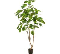Plante artificielle Ficus umbellata - Figuier africain - hauteur env. 180cm