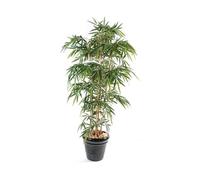 Plante artificielle haute gamme Spécial extérieur / Bambou artificiel coloris vert - Dim : 180 x 90 cm