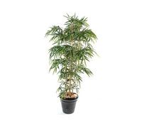 Plante artificielle haute gamme Spécial extérieur / Bambou artificiel coloris vert - Hauteur 120 cm