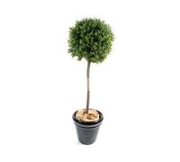 Plante artificielle haute gamme Spécial extérieur / Buis boule coloris vert - Dim : H.110 x D.45 cm
