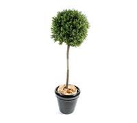 Plante artificielle haute gamme Spécial extérieur / Buis boule coloris vert - Dim : H.140 x D.50 cm