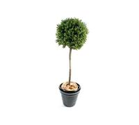 Plante artificielle haute gamme Spécial extérieur / Buis boule coloris vert - Dim : H.170 x D.60 cm