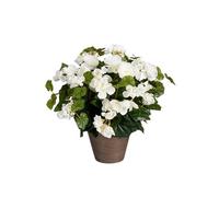 Plante artificielle Mica Decorations Begonia Blanc Polyester H37xl36xL36cm