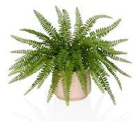 Proliferum - Plante artificielle Vert