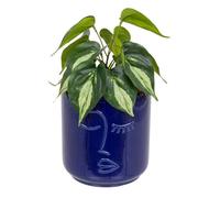 Plante Artificielle en Pot Soleya 30cm Bleu