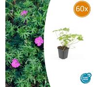Plante couvre-sol - Géranium sanguineum 'Tiny Monster' - Pot de 9 cm - Coffret de 60 plants