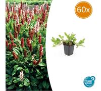 Plante couvre-sol - Persicaire rampant - Persicaria aff. 'Darjeeling Red' - Pot de 9 cm - Coffret de 60 plants