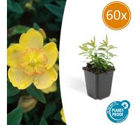 Plante couvre-sol - Persilandre à calice - Hypericum calycinum - Pot de 9 cm - Coffret de 60 plants