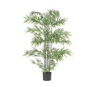 Plante de bambou C-Pot H150