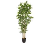 Plante de Bambou C-Pot H185Cm