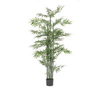 Plante de bambou C-Pot H190