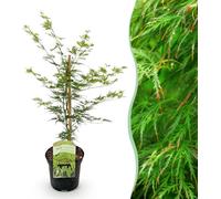 Plante de terrasse - Erable japonais - Acer palmatum Emerald Lace - Vert - 1 Plante - Caduque - 60-70cm - Ø25cm - Plante de jardin