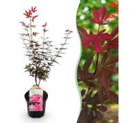 Plante de terrasse - Erable japonais - Acer palmatum Genêt à balai - Pourpre - 1 Plante - Caduque - 60-70cm - Ø25cm - Plante de jardin