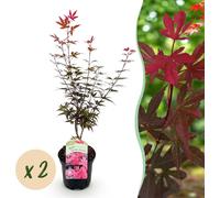 Plante de terrasse - Erable japonais - Acer palmatum Genêt à balai - Pourpre - 2 Plantes - Caduque - 60-70cm - Ø25cm - Plante de jardin