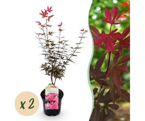 Plante de terrasse - Erable japonais - Acer palmatum Genêt à balai - Pourpre - 2 Plantes - Caduque - 60-70cm - Ø25cm - Plante de jardin