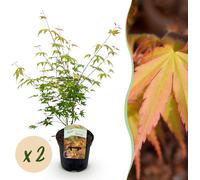 Plante de terrasse - Erable Japonais - Acer palmatum Katsura - Orange - 2 Plantes - Feuilles caduques - 60-70cm - Ø25cm - Plante de jardin
