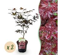 Plante de terrasse - Erable Japonais - Acer palmatum Sangokaku - Vert - 2 Plantes - Caduque - 60-70cm - Ø25cm - Plante de jardin