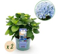 Plante de terrasse - Hortensia - Hydrangea Magical Revolution Blue - Bleu - 6-10 Fleurs - 2 Plantes - 40-55cm - Ø23cm - Plante de jardin